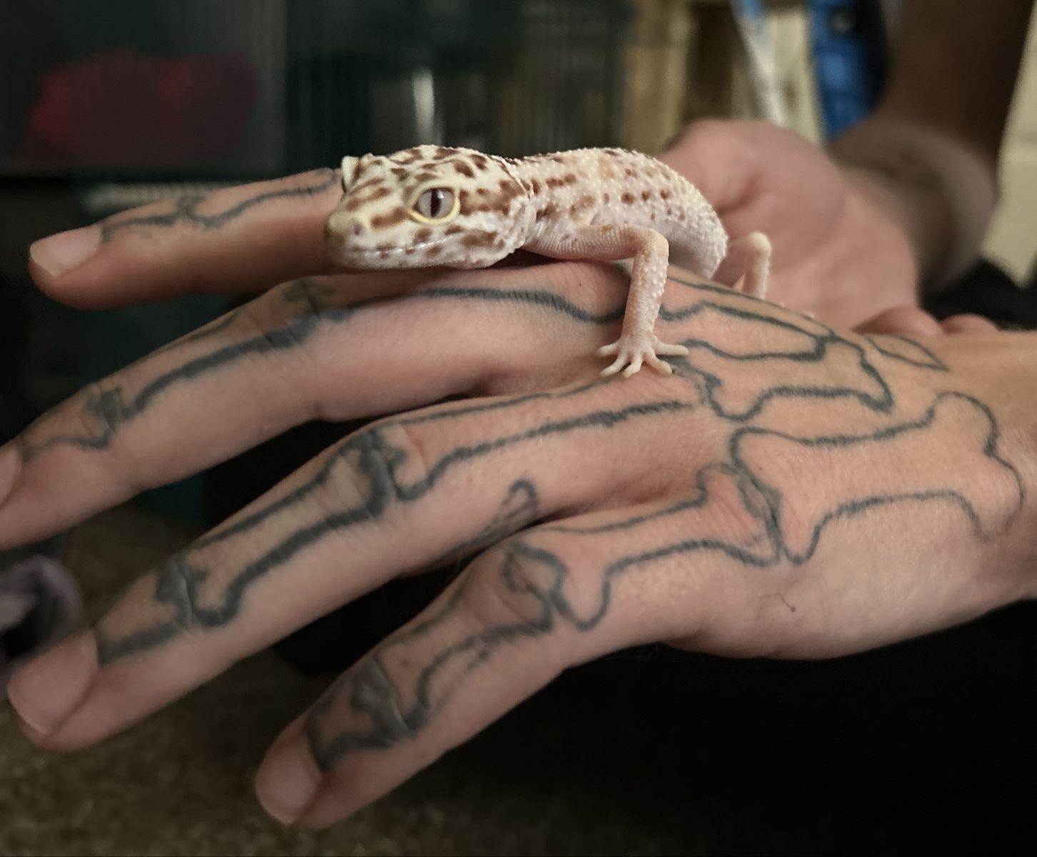 Leopard Gecko