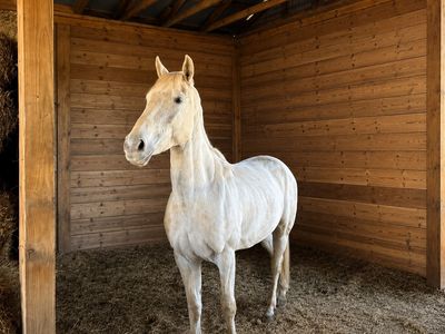 Amazing 5-Year-Old Gaited Kentucky Mountain – Trail Ready * Dream Horse*