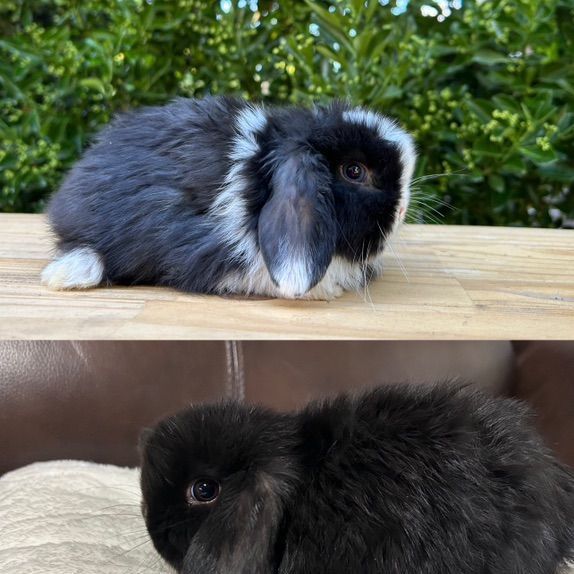 Holland Lop Bucks Purebred & Pedigree