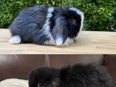 Holland Lop Bucks Purebred & Pedigree