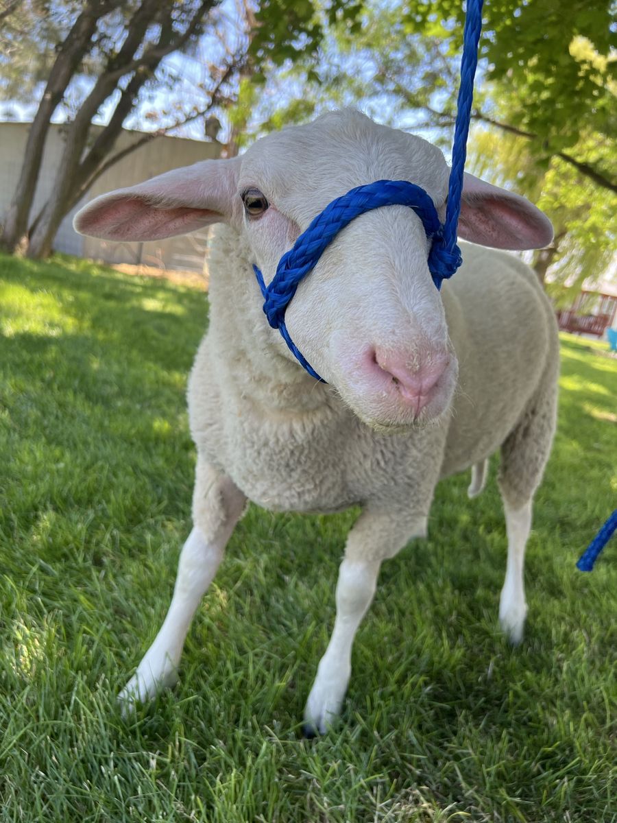 East Fresian Ram Lambs