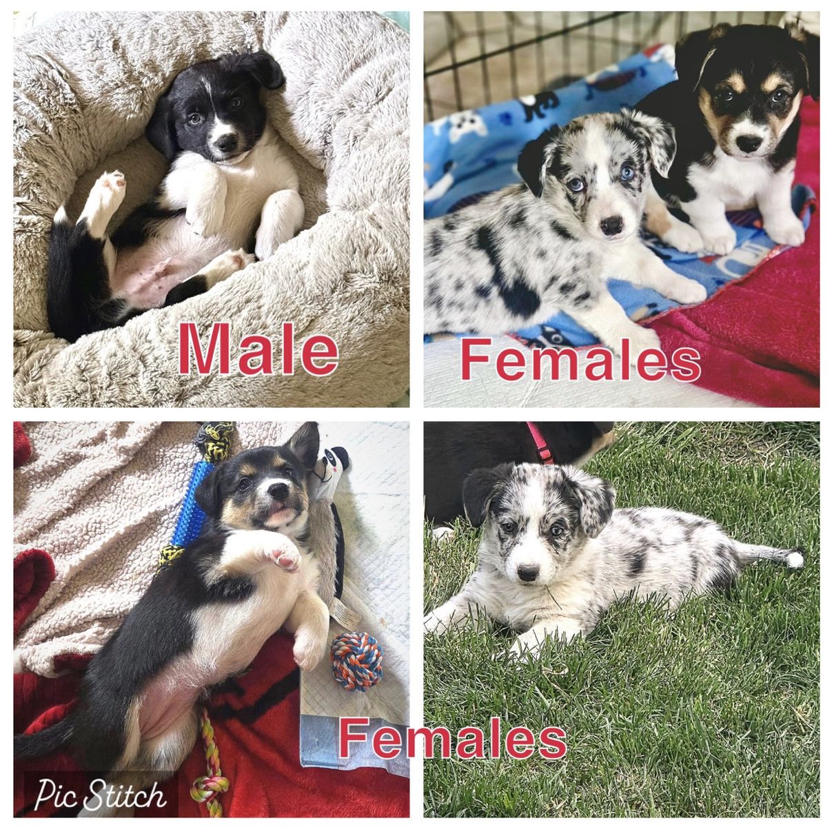 Corgi/Australian Shepherd puppies