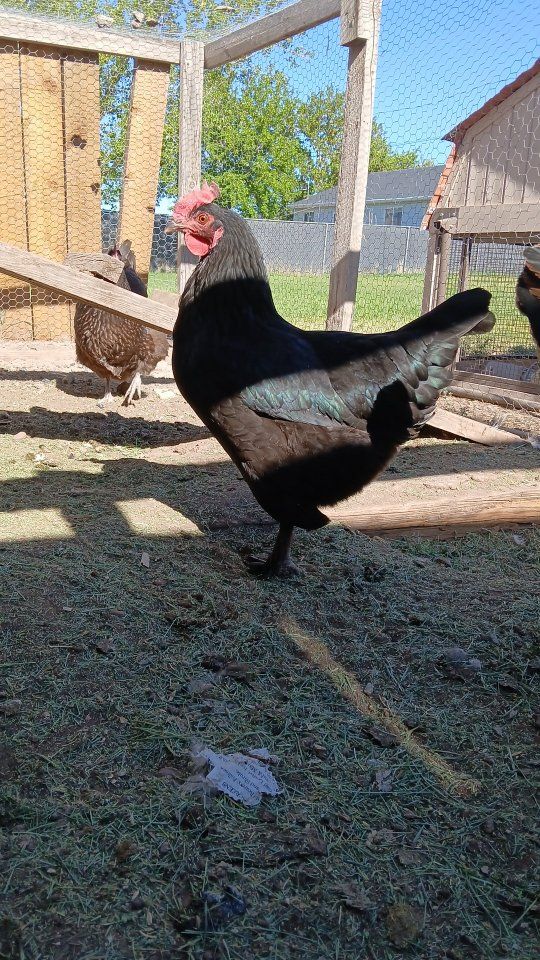 laying hens (pending)