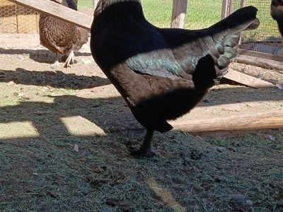 laying hens (pending)
