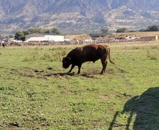 bull lease.
