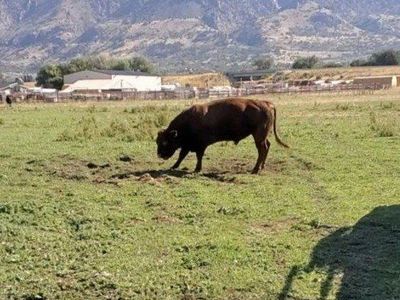 bull lease.