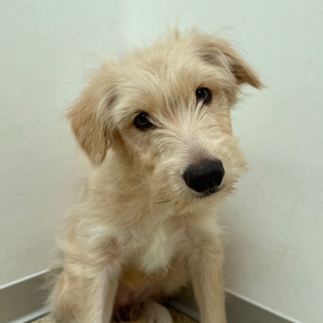 Hello my name is Coriander