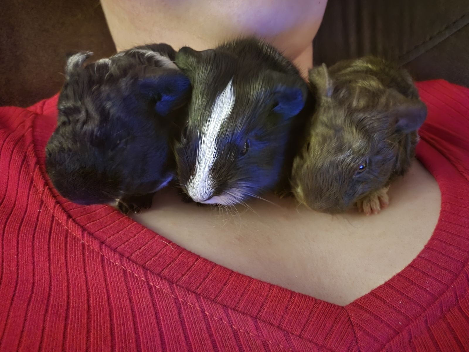 Guinea Pigs Cages and Supplies