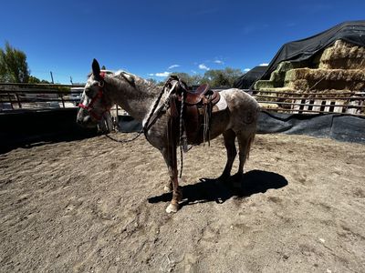 Half draft mare