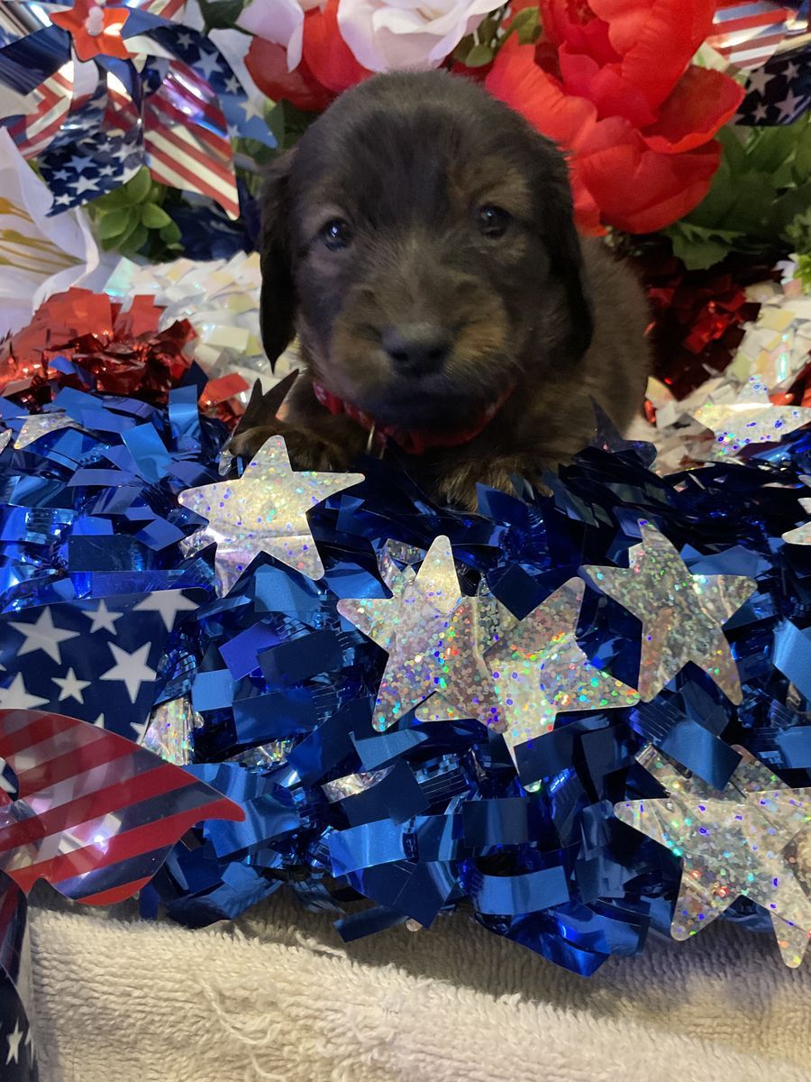 AKC Long Hair Male Dachshund