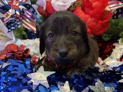 AKC Long Hair Male Dachshund