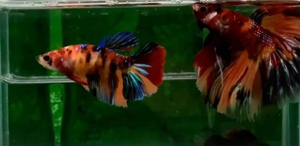 import halfmoon Betta pair.
