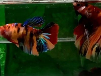 import halfmoon Betta pair.