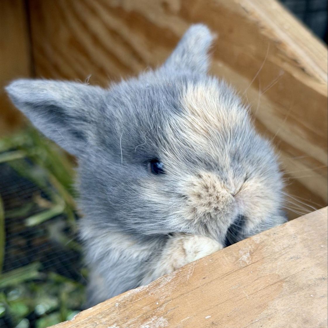 Holland Lop Doe