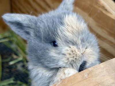 Holland Lop Doe