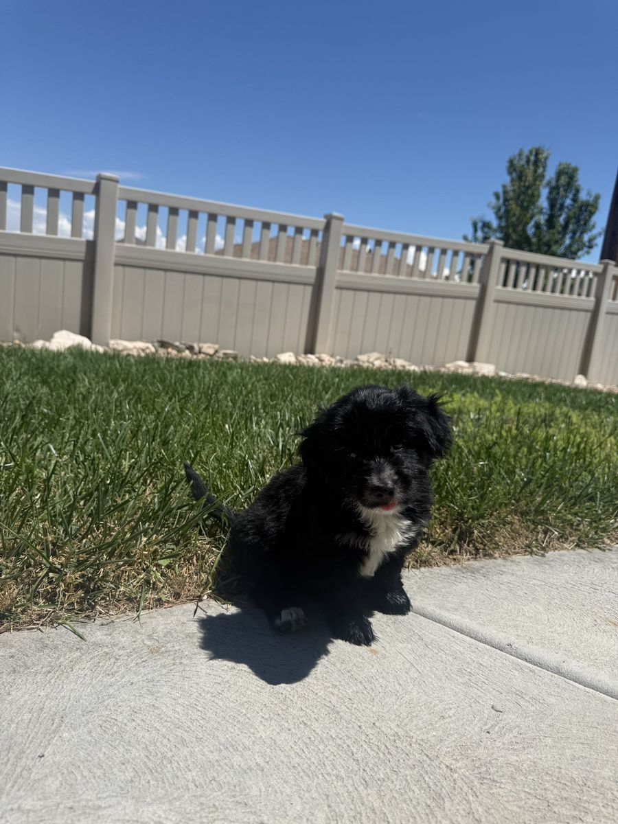 Shih Tzu Puppy