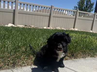 Shih Tzu Puppy