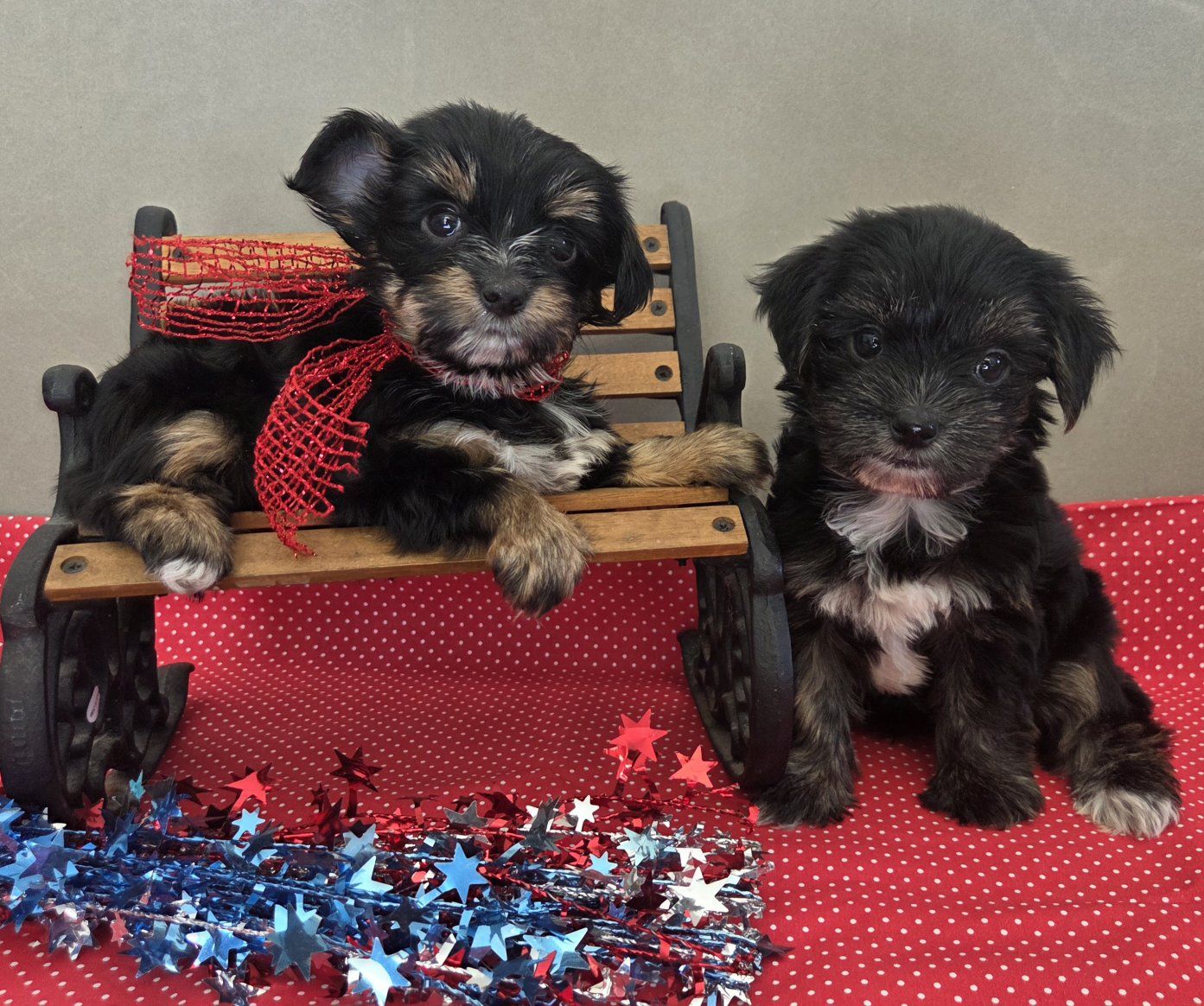 Sweet Yorkshire Terrier Puppies