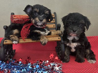 Sweet Yorkshire Terrier Puppies