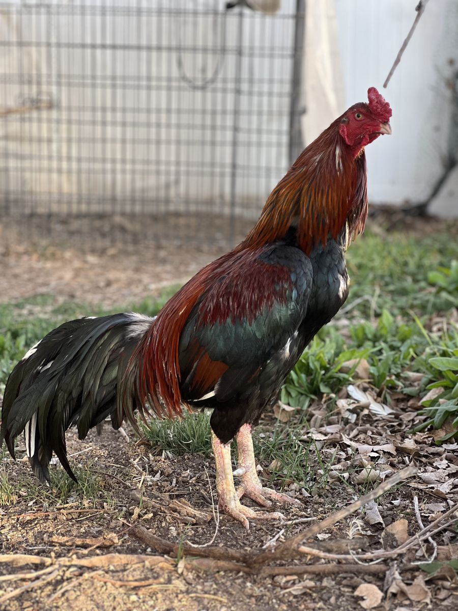 Brazilian Asil Gamefowl Hatching Eggs