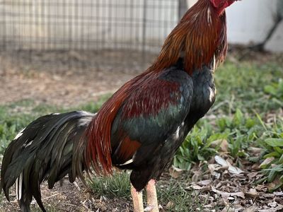 Brazilian Asil Gamefowl Hatching Eggs