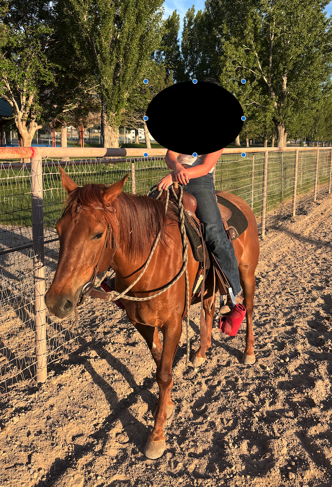 6 Year Old Grade Gelding