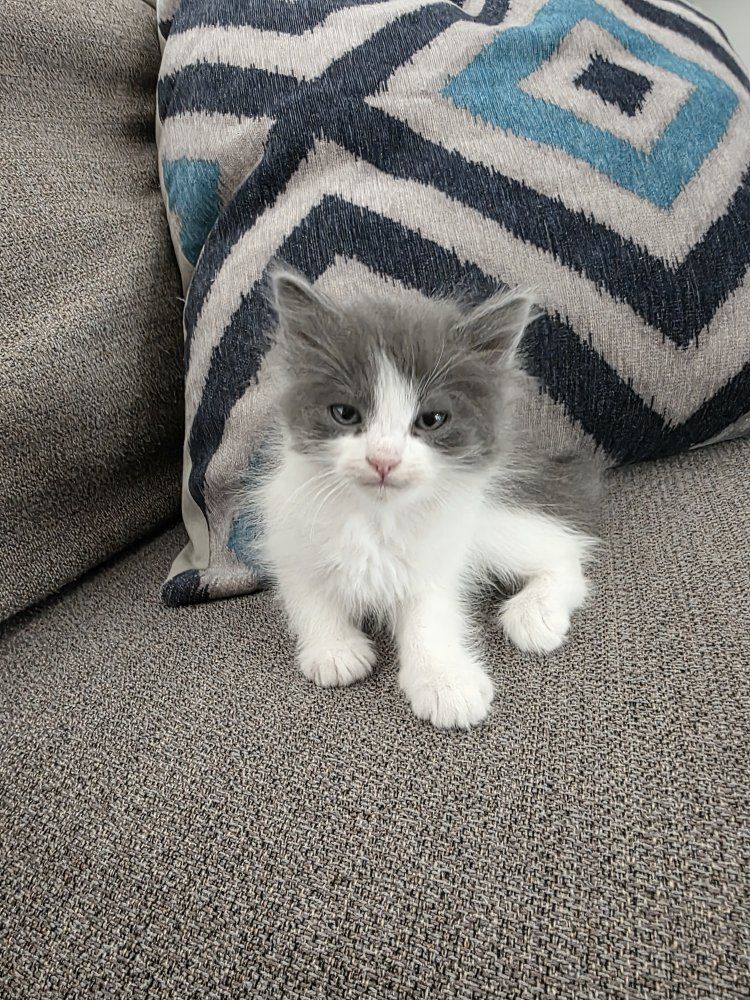 Sweet Kittens Ready for Their New Homes