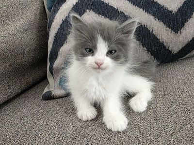 Sweet Kittens Ready for Their New Homes