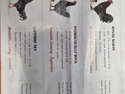 Premium Breed Laying Hens