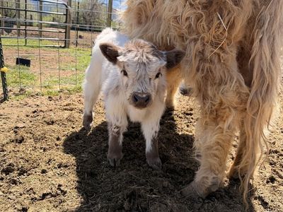 Mini highland bull calf