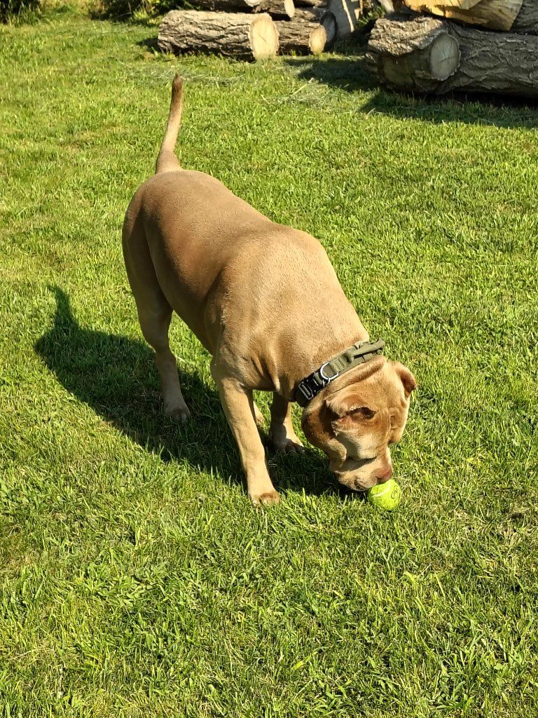 XL  AMERICAN BULLY INTACT 