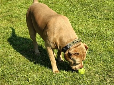 XL AMERICAN BULLY INTACT