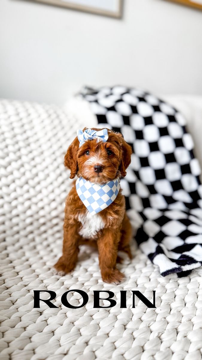Multigenerational Mini Goldendoodle Puppies