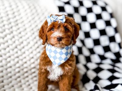 Multigenerational Mini Goldendoodle Puppies