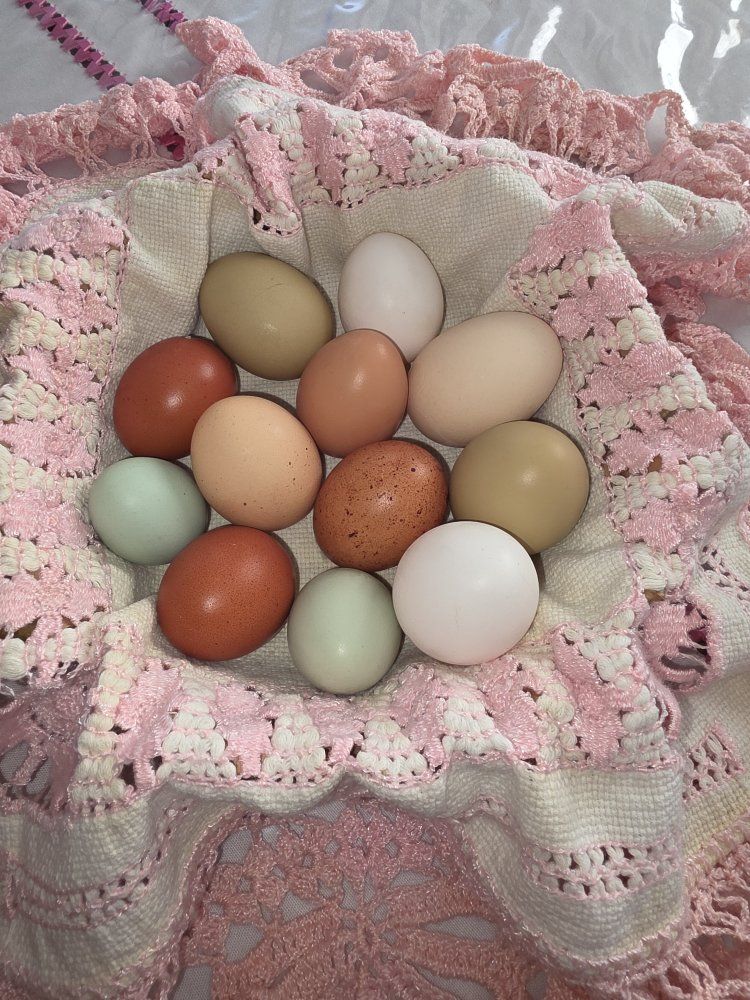 fresh eggs for sale: a dozen for $2 and two dozen for $3 The hens are fed organic food.