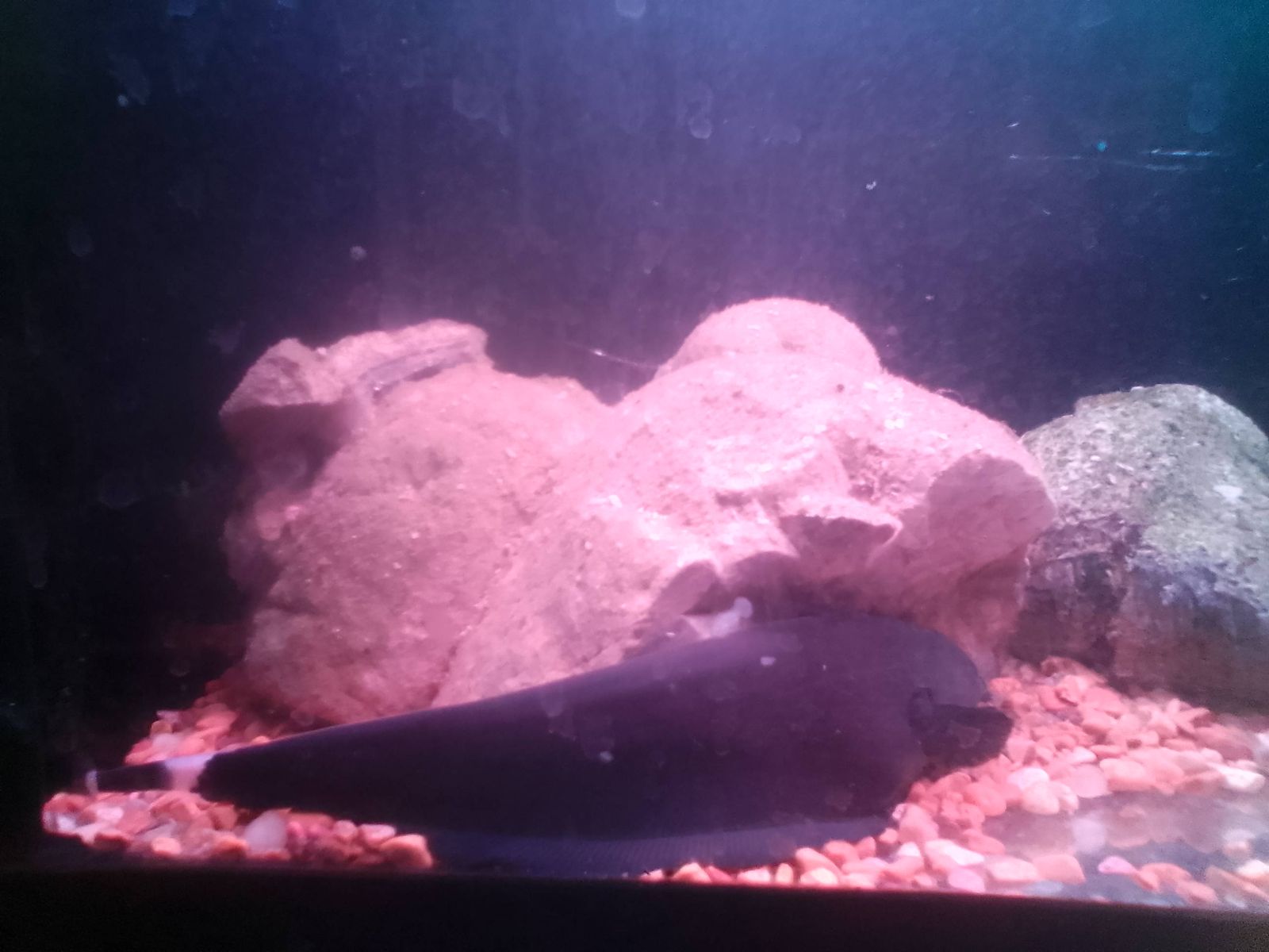 8" Black Ghost Knife Fish