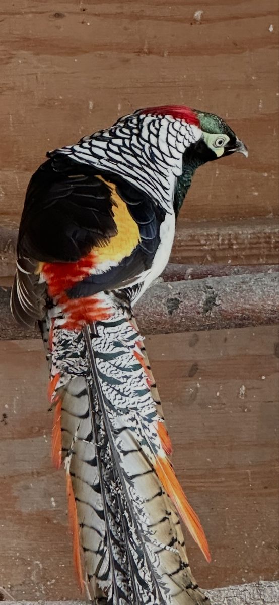 Male Lady Amherst's Pheasant
