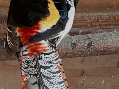 Male Lady Amherst's Pheasant