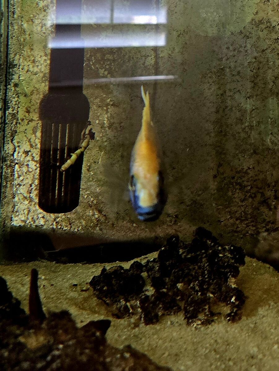 Young Adult Yellow Blaze Cichlid