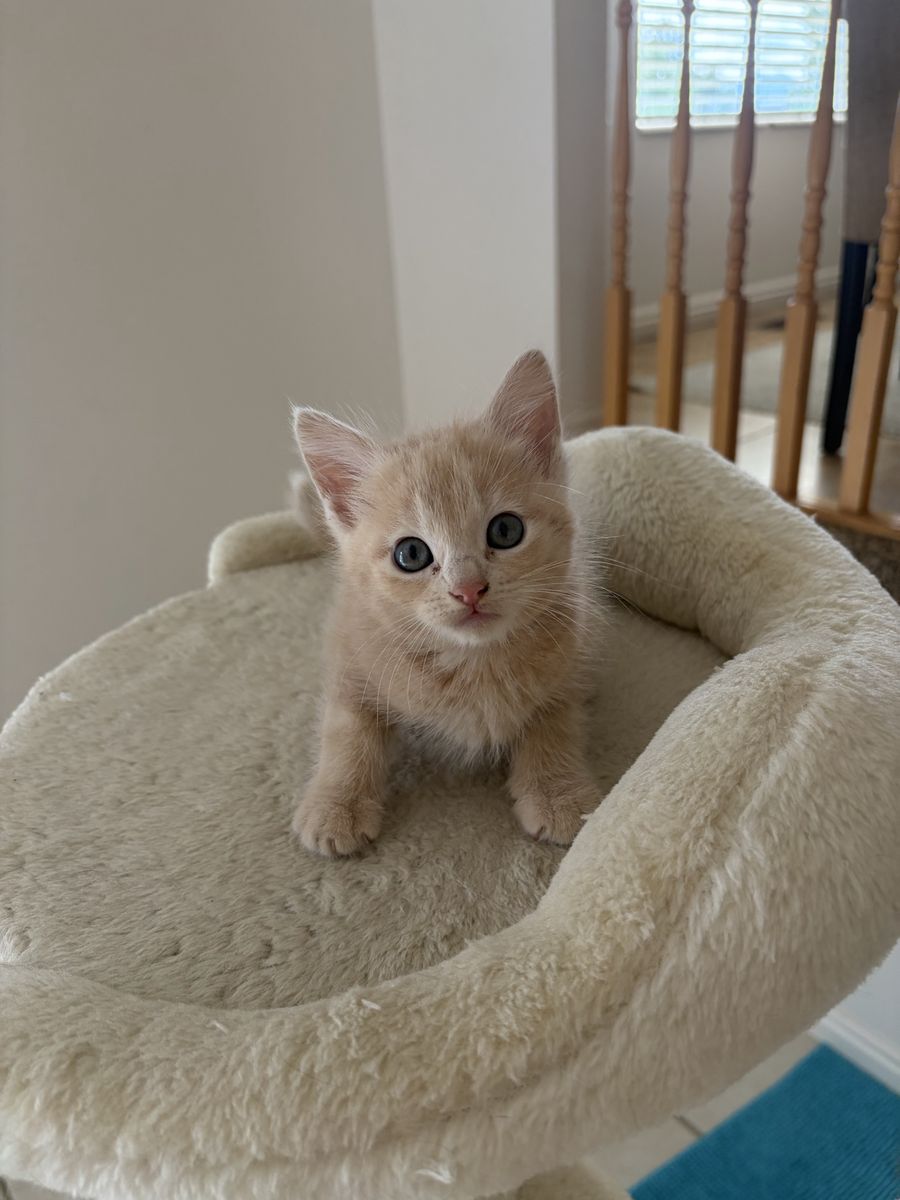 Kittens