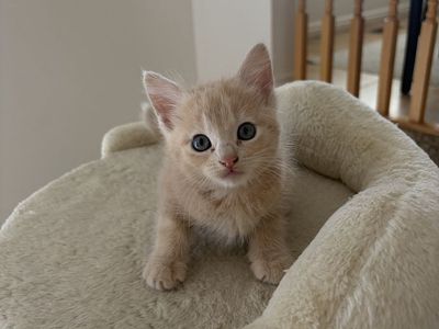 Kittens