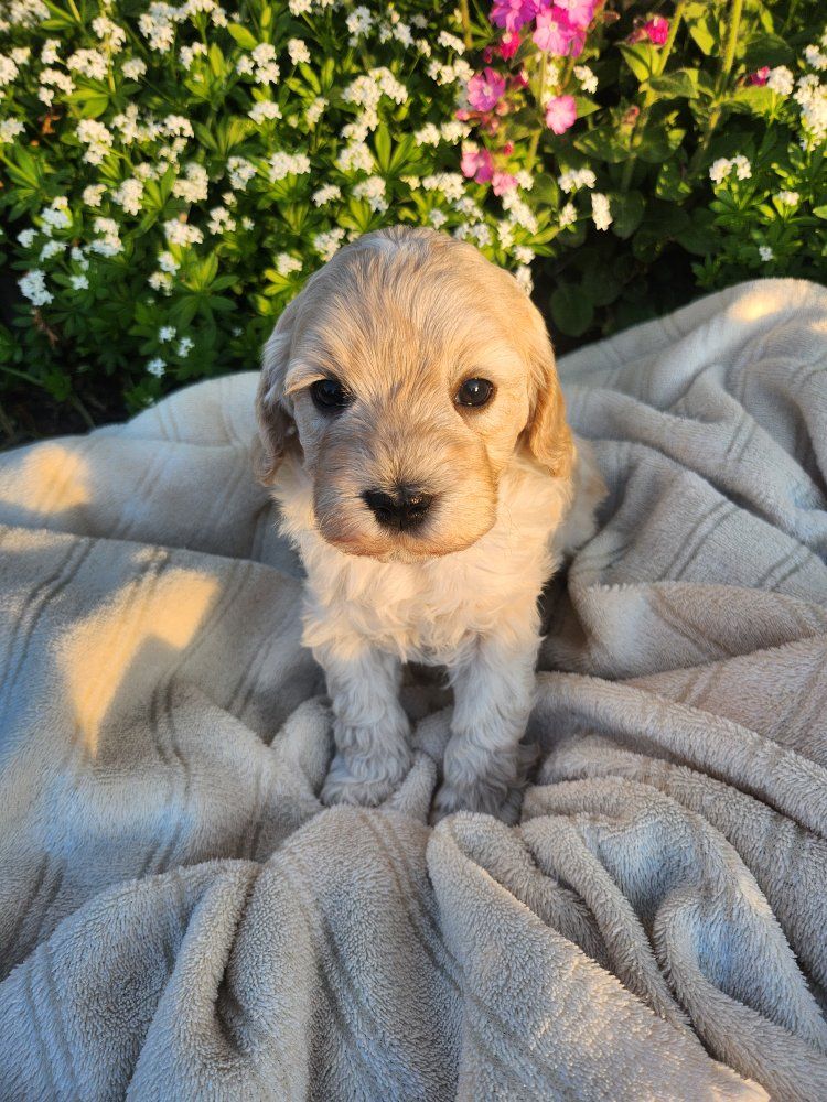 Mini Golden Doodle Puppies