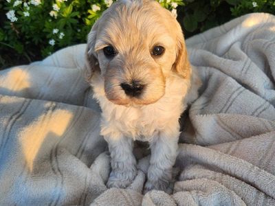 Mini Golden Doodle Puppies