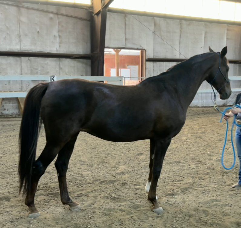 Registered Half Arabian Mare Project!