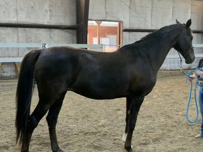 Registered Half Arabian Mare Project!