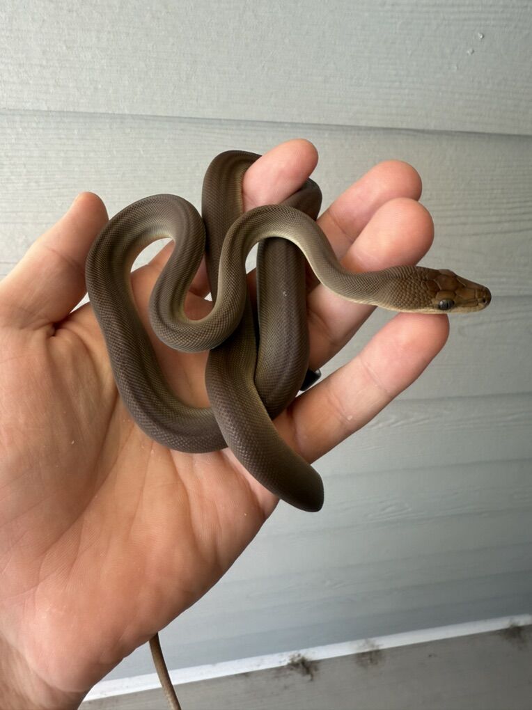 Female 66% het Albino Olive Python