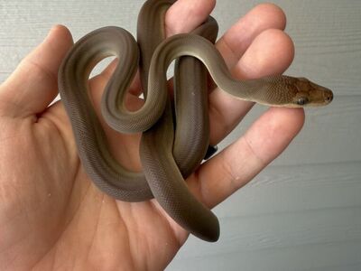 Female 66% het Albino Olive Python