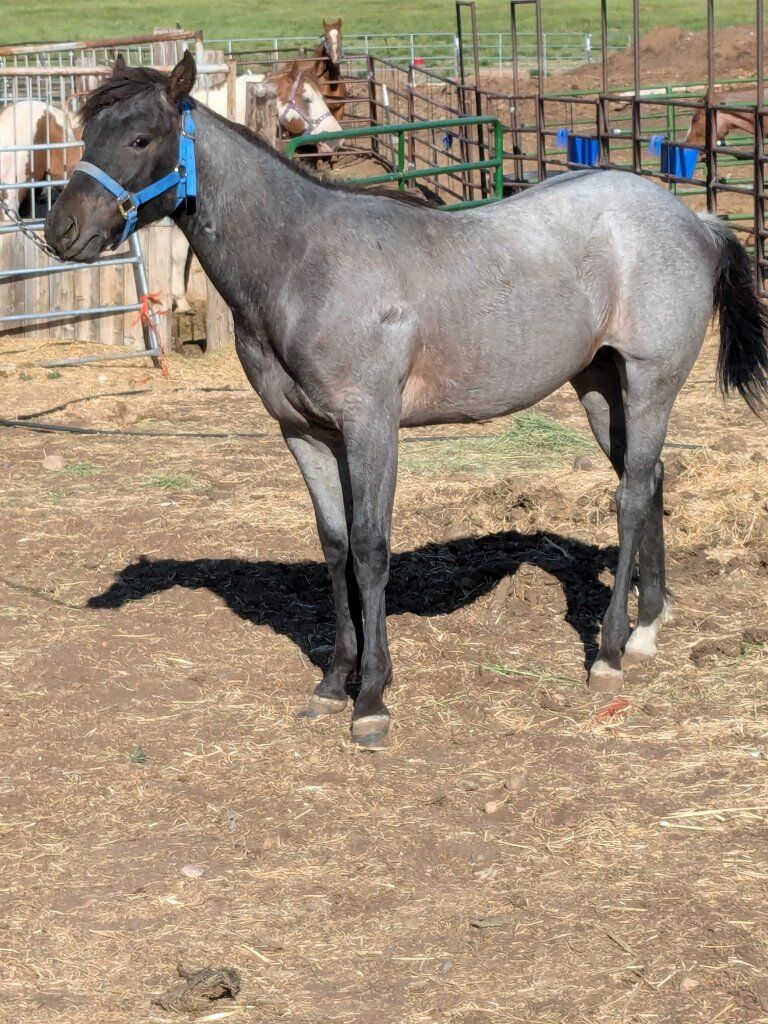 2 year old colt