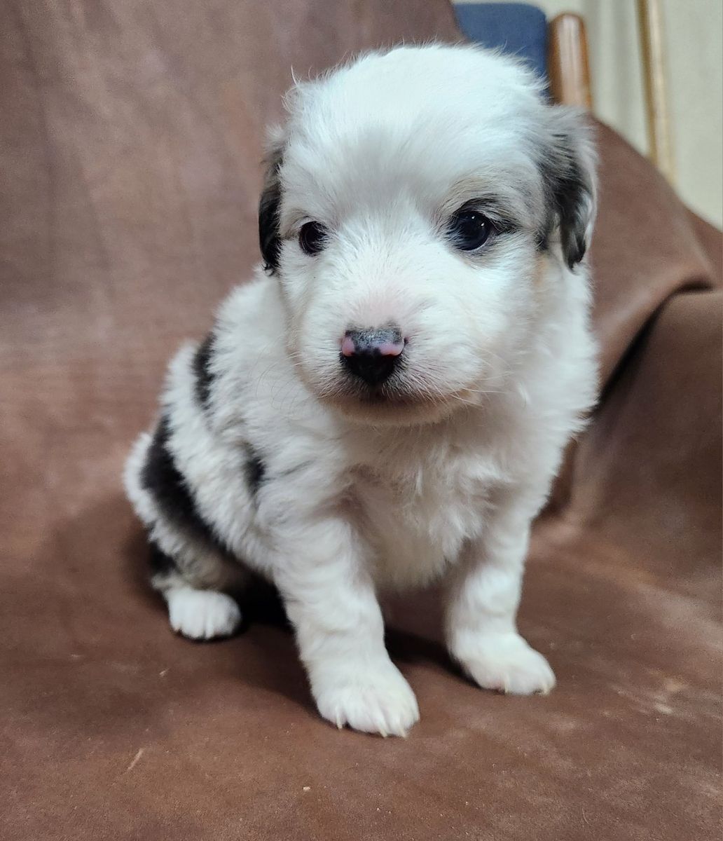 ASDR TOY Aussie pups