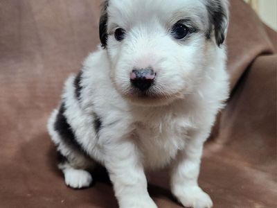 ASDR TOY Aussie pups